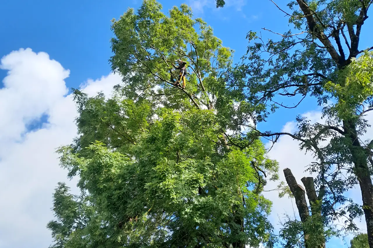 élagage d'un arbre par AD Paysage