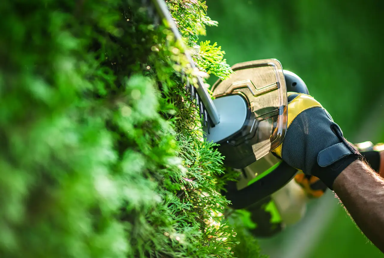 taille d'une haie par AD Paysage